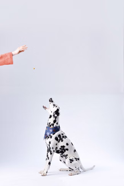 Condicionador Hidratante Pet