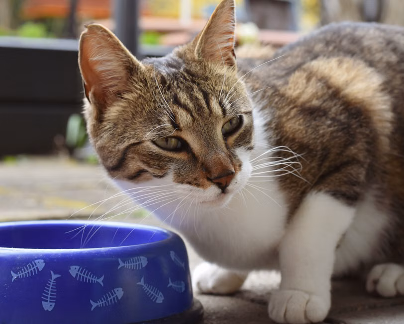 Ração para Gatos Castrados (7,5kg)